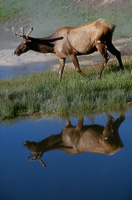 American West
